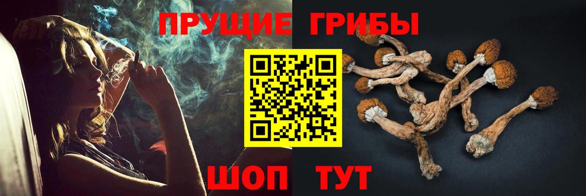 Галлюциногенные грибы Psilocybe Малгобек